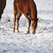 Anden særlig race dansanti