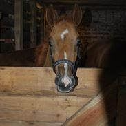 Anden særlig race dansanti