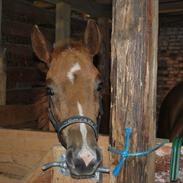 Anden særlig race dansanti