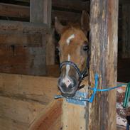 Anden særlig race dansanti