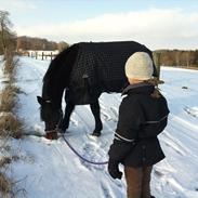 Anden særlig race Stella