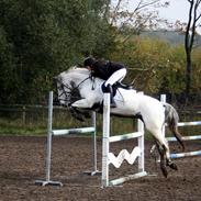 Knabstrupper Rikke af Dutterup<3