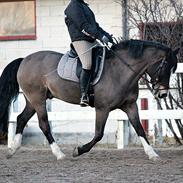 Anden særlig race Buster