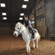 Welsh Mountain (sec A) Gråmand