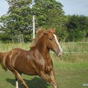 Anden særlig race Cherrie<3 [Min Part]