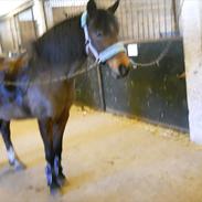 Anden særlig race Beauty 