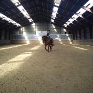 Anden særlig race Mr. Florikant