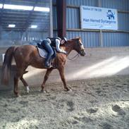 Anden særlig race Mr. Florikant