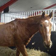 Anden særlig race Mr. Florikant
