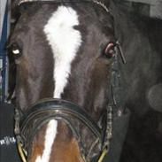 Hollandsk Varmblod Queen of sheeba