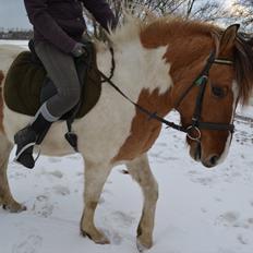 Anden særlig race Tristan