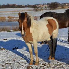 Anden særlig race Tristan