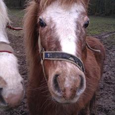 Anden særlig race Pippi