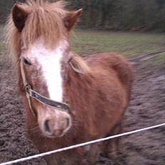 Anden særlig race Pippi