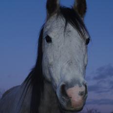 Welsh Partbred (Sec F) Shimano