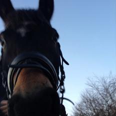 Hollandsk Sportspony Flipper<3 energibumben<3