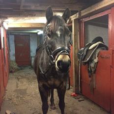 Hollandsk Sportspony Flipper<3 energibumben<3