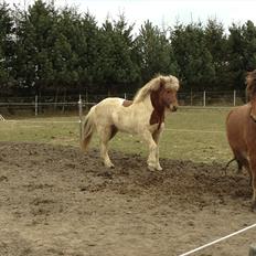 Islænder Blöndur fra Eyefjörd