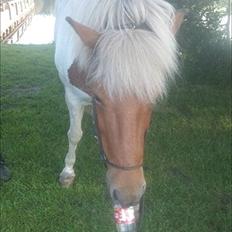 Islænder Blöndur fra Eyefjörd