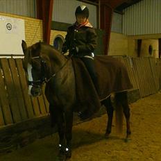 Welsh Pony af Cob-type (sec C) Rosalie - R.I.P