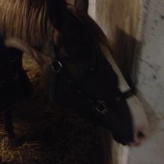 Welsh Pony af Cob-type (sec C) Rosalie - R.I.P