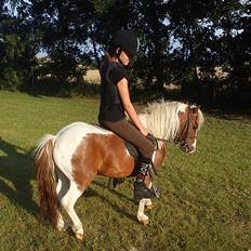 Shetlænder Bassemand