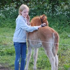 Islænder Dana fra Tranten *Solgt*