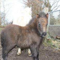 Shetlænder Christina´s Molly