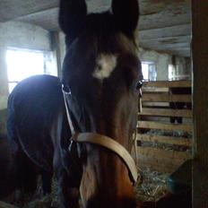 Dansk Varmblod Guinea