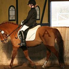 New Forest Acett Af Hvarre <3 