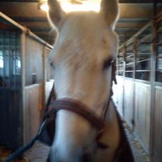 Anden særlig race Mille <3. (Ard Chuan Millenium)