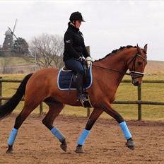 Dansk Varmblod Luxor