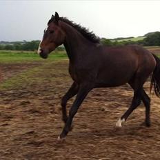 Dansk Varmblod Aggers Ruby Tuesday