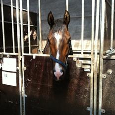 Dansk Varmblod Aggers Ruby Tuesday
