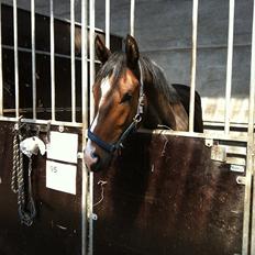 Dansk Varmblod Aggers Ruby Tuesday