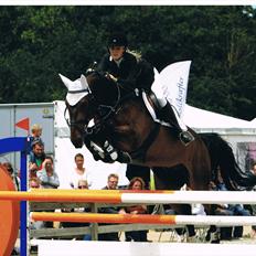 Dansk Varmblod Chagall Cornett -ViNDER DM 2012-