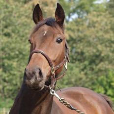 Dansk Varmblod Wilhelm - R.I.P.