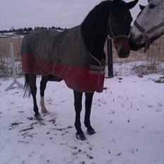 Dansk Varmblod Wilhelm - R.I.P.