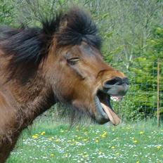 Islænder Hekla Fra Skovby