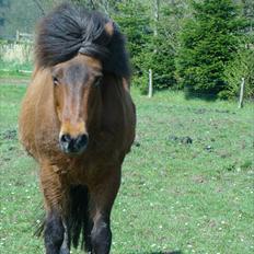 Islænder Hekla Fra Skovby