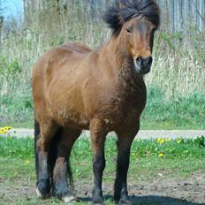 Islænder Hekla Fra Skovby