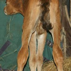 Arabisk fuldblod (OX) Carola Zaxzina Pox