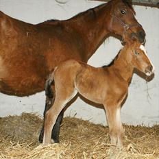 Arabisk fuldblod (OX) Carola Zaxzina Pox