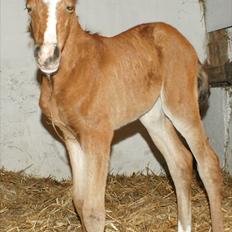 Arabisk fuldblod (OX) Carola Zaxzina Pox