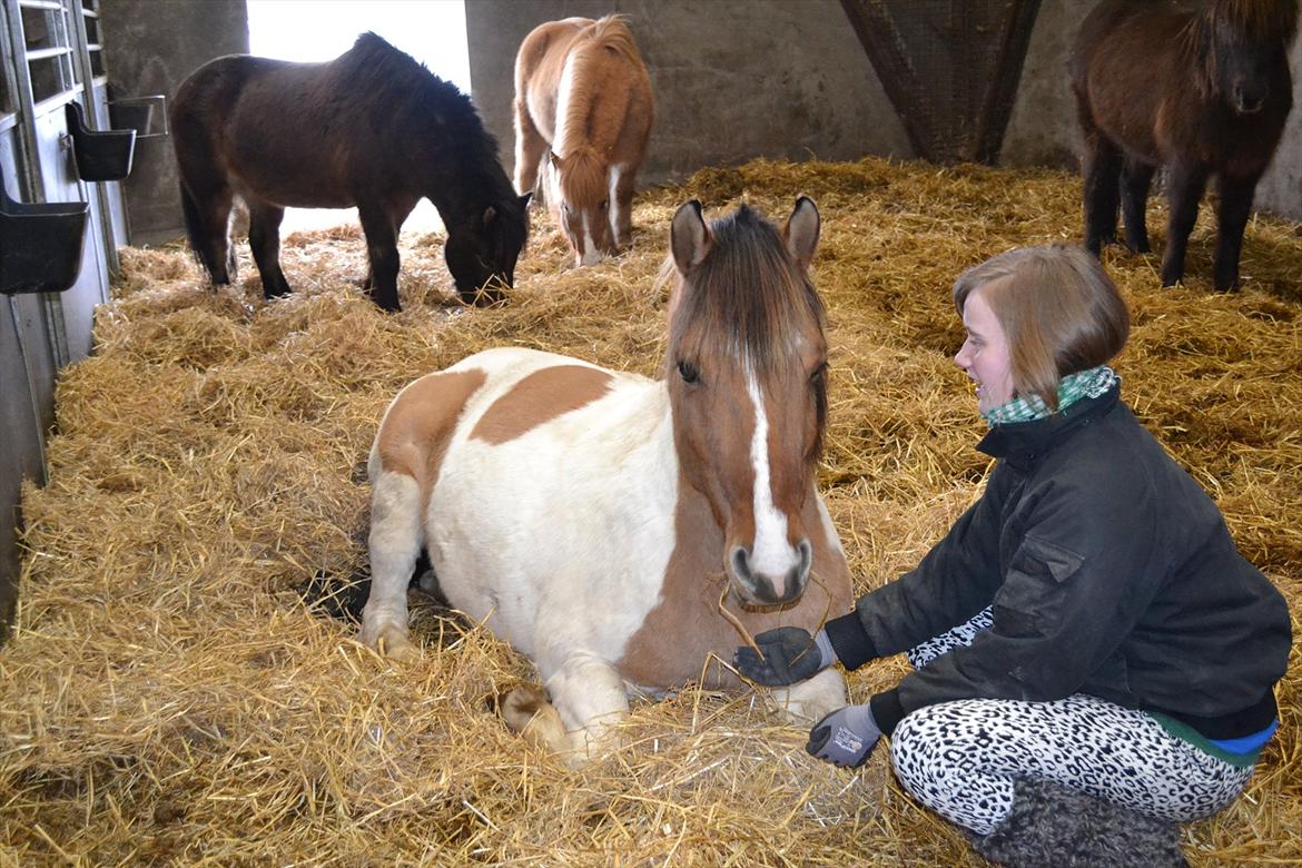 Anden særlig race Tristan - 8. Februar 2012 - min lille pony lå ned :* billede 15