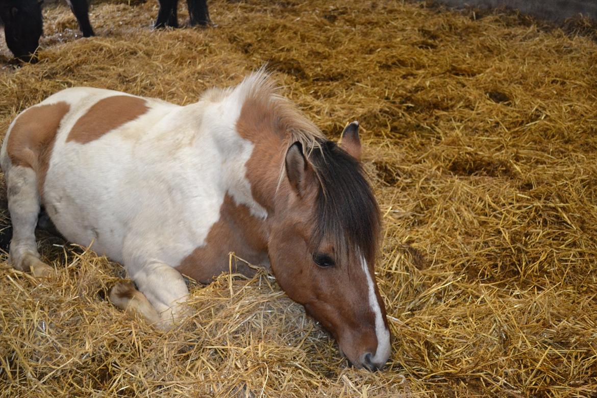 Anden særlig race Tristan - 8. februar 2012<3 billede 6