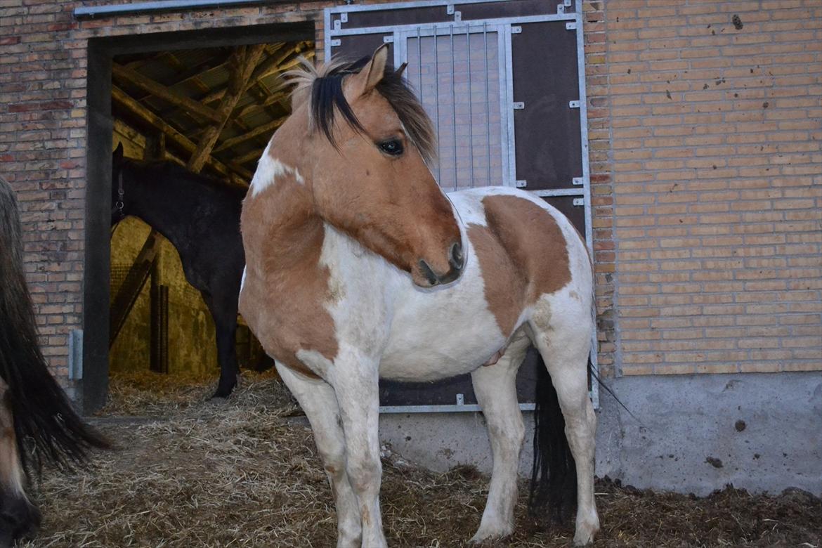 Anden særlig race Tristan - 7. marts 2012 - var lige ude og sige godmorgen :* billede 11