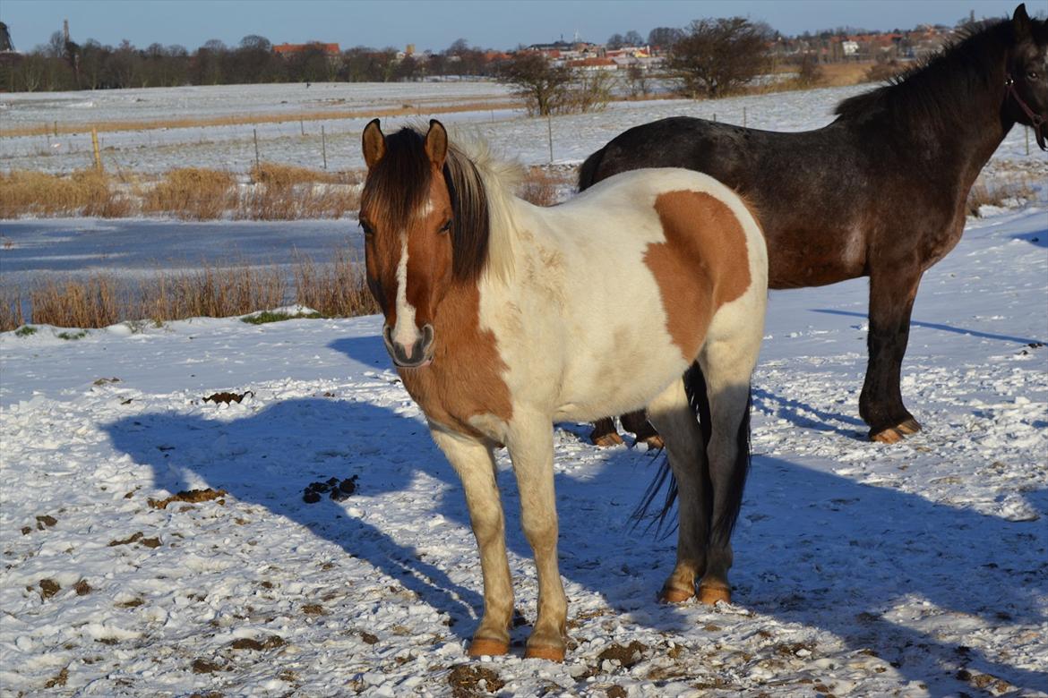 Anden særlig race Tristan - Han ser så sød ud i snevejr :D billede 1