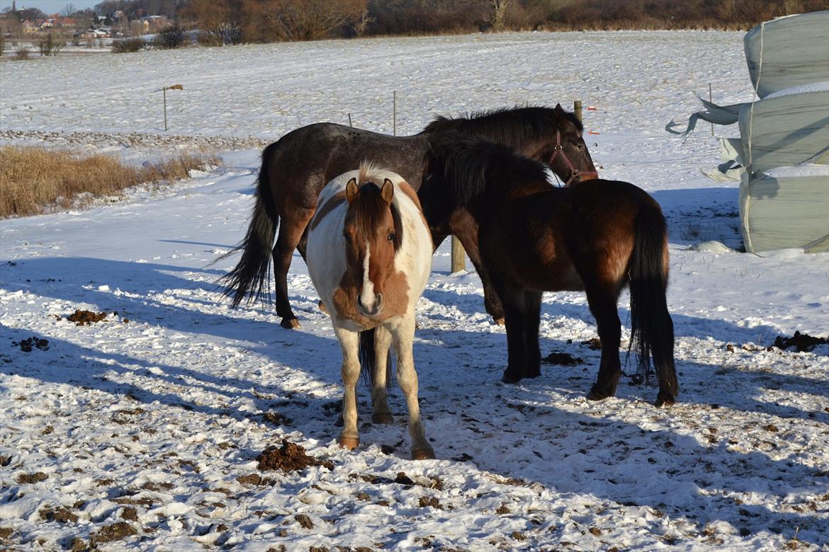 Anden særlig race Tristan - Tristan + Sne = sååå søøøødt<3 billede 17