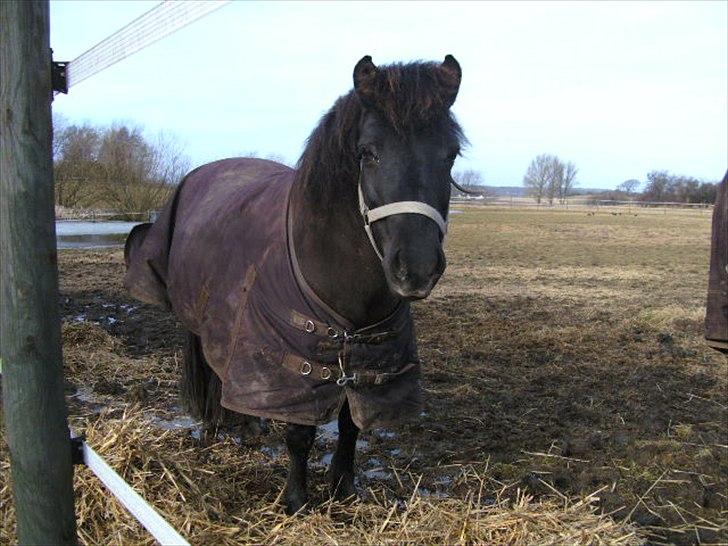 Islænder Gæfa fra Hejelte  - Gæfa 11 md henne billede 17